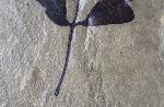 Cardiospermum coloradensis (KNOWLTON 1923) - Bild © FossNet FossilienStore